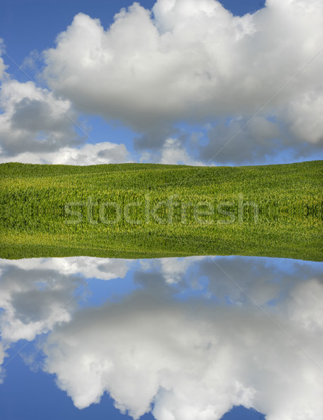 Kukorica mező sziget víz tükröződés tavasz Stock fotó © zittto