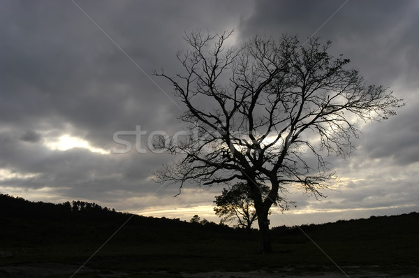 [[stock_photo]]: Seuls · arbre · montagnes · coucher · du · soleil · lumière · soleil