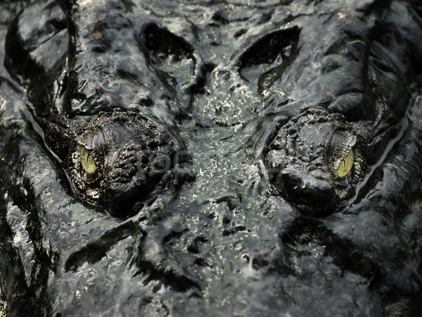 Krokodil Augen Natur Farbe Macht Stock foto © zkruger