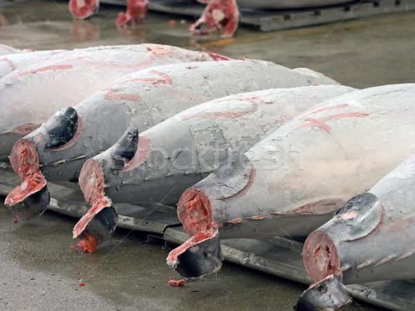 fresh tuna for auction at tsukiji fish market  Stock photo © zkruger