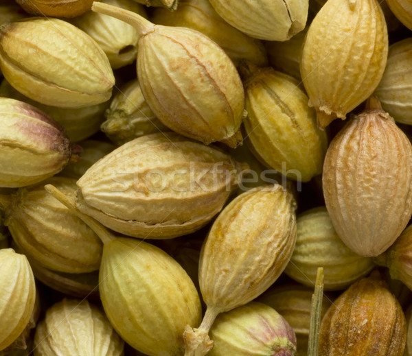 coriander seeds Stock photo © zkruger