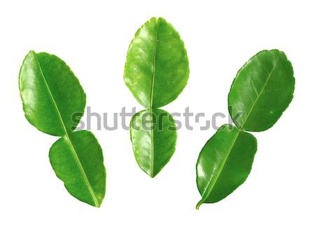 kaffir lime leaves Stock photo © zkruger