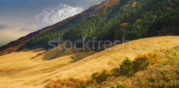 Grasveld natuur landschap veld reizen kleur Stockfoto © zkruger