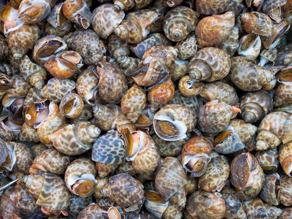 live sea snails food background Stock photo © zkruger