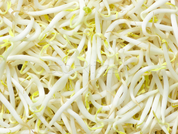 bean sprouts Stock photo © zkruger