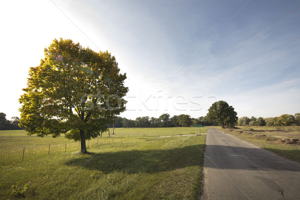 Stockfoto: Bos · najaar · textuur · mooie · landschap · voorjaar