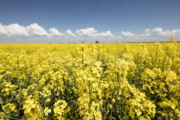 Veld landschap zomer tijd achtergronden hemel Stockfoto © zolnierek