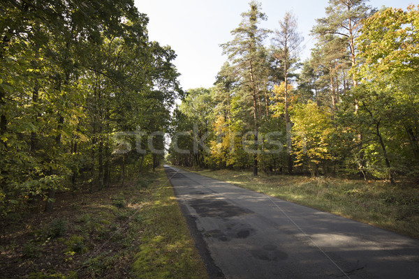 Bos najaar textuur mooie landschap boom Stockfoto © zolnierek