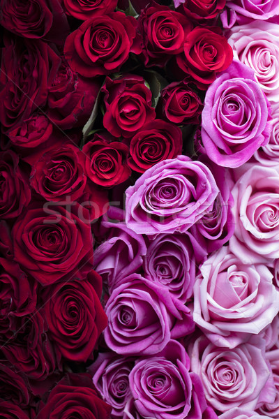 Zdjęcia stock: Róż · specjalny · dzień · bukiet · szkła · tabeli