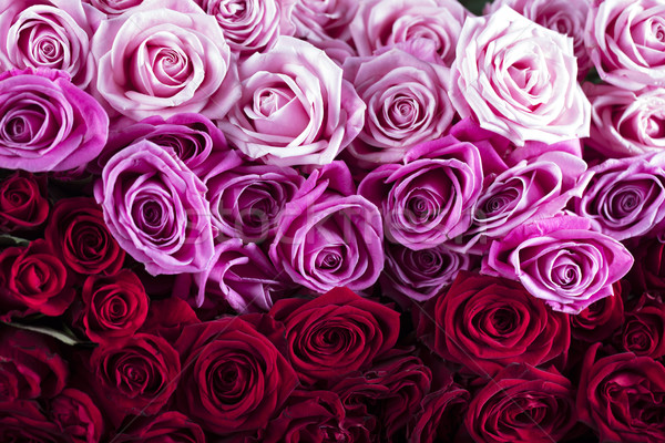 Stock photo: Roses