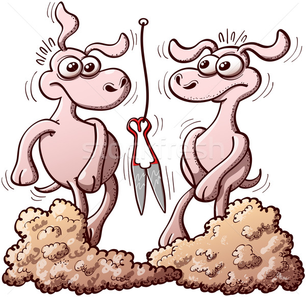 Two sheep feeling confused after shearing and noticing they are naked Stock photo © zooco