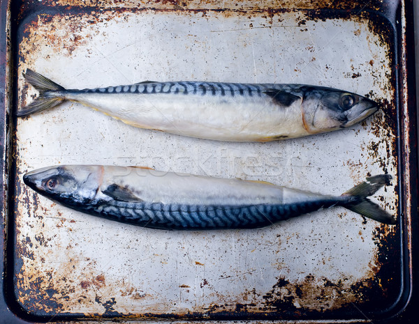 crude mackerel  Stock photo © zoryanchik