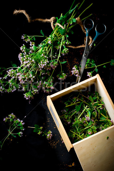 świeże oregano ciemne selektywne focus liści zdrowia Zdjęcia stock © zoryanchik