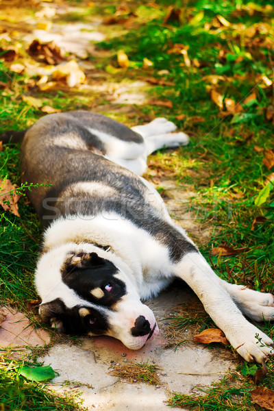 Puppy of the Turkmen wolfhound in the yard Stock photo © zoryanchik