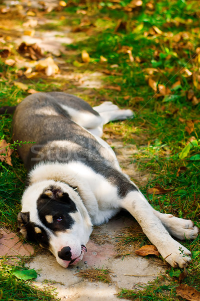 Căţeluş focus selectiv câine oaie cap Imagine de stoc © zoryanchik