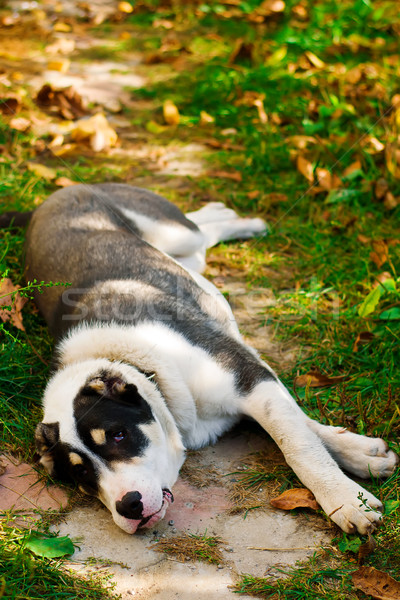 Puppy of the Turkmen wolfhound in the yard Stock photo © zoryanchik