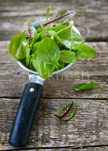 fresh and organic sorrel leaves Stock photo © zoryanchik