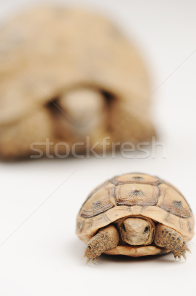 Schildpad zoon vader oog natuur kind Stockfoto © zurijeta