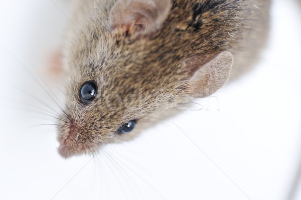 Mouse izolat alb ochi faţă medicină Imagine de stoc © zurijeta