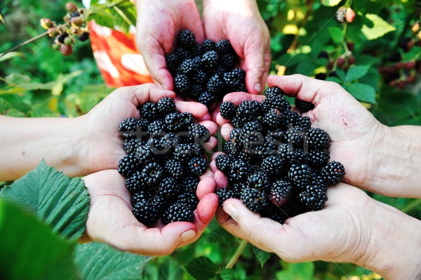 BlackBerry raccolto raccolta natura frutta campo Foto d'archivio © zurijeta