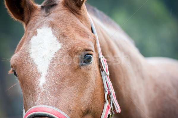 лошади глаза волос темно голову Сток-фото © zurijeta