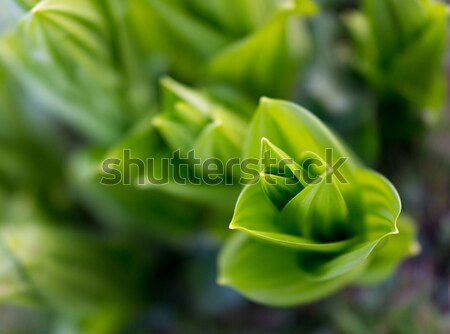 Fresh green foliage leafe plant closeup Stock photo © zurijeta