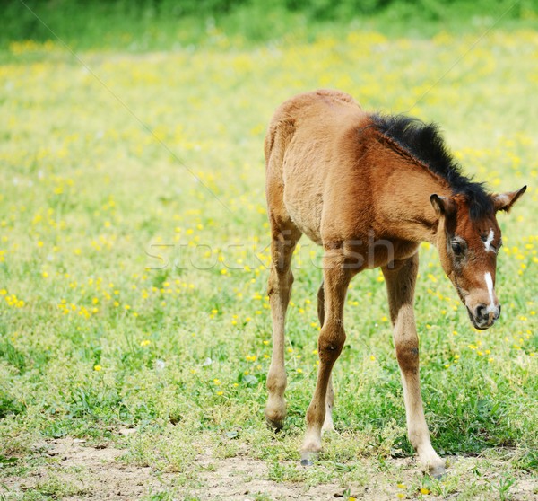 Сток-фото: ребенка · лошади · трава · природы · зеленый · синий