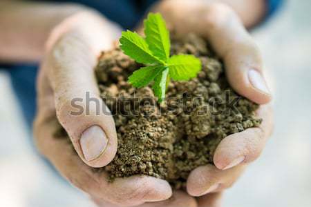 Senior woman holding young spring plant in hands for ecology and Stock photo © zurijeta