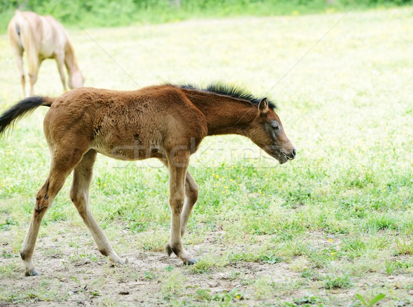 Bébé cheval herbe nature vert bleu [[stock_photo]] © zurijeta