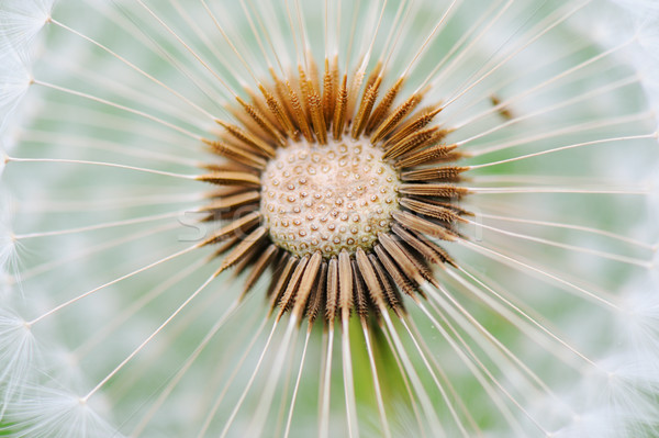 Löwenzahn Saatgut Himmel Blume Sommer grünen Stock foto © zurijeta