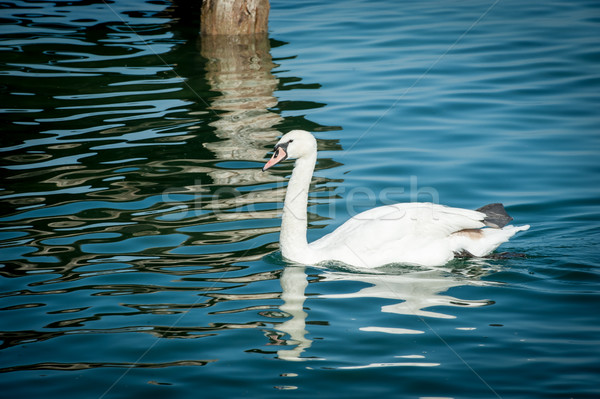 Swan on lake Stock photo © zurijeta