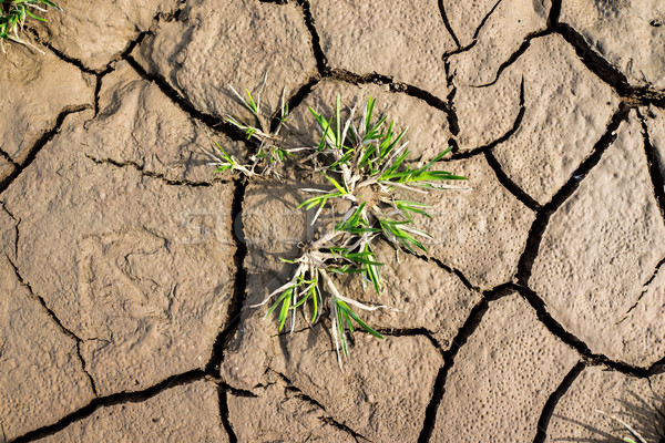 Planta crescente rachar secar terreno textura Foto stock © zurijeta