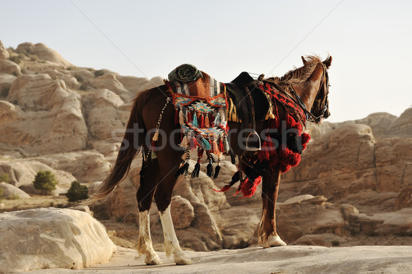 Pferd Strahlen Sonne Gesicht Sonnenuntergang Natur Stock foto © zurijeta