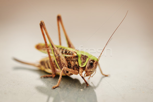 locust, grasshopper Stock photo © zurijeta