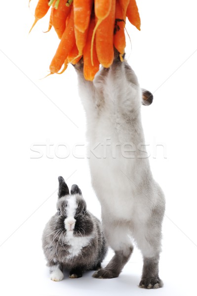 Little rabbit on white Stock photo © zurijeta