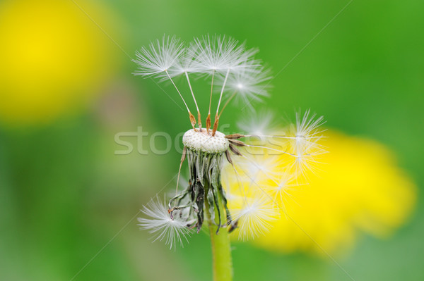 A dandelion partially blown off by the wind Stock photo © zurijeta