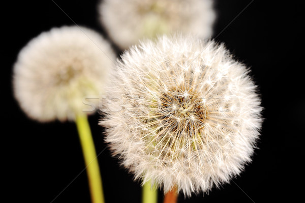 Blowing flower Stock photo © zurijeta