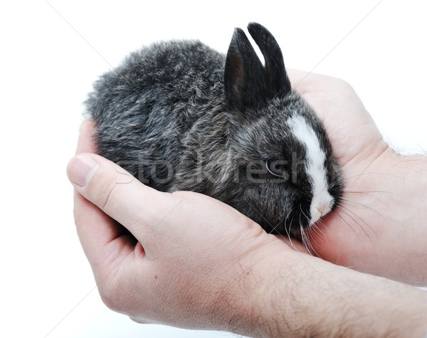 Little rabbit on white Stock photo © zurijeta