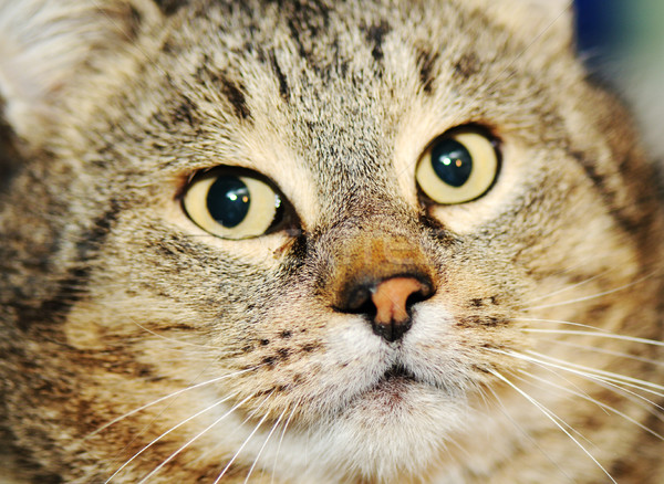 Katze Gesicht Kopf Tier Kätzchen Stock foto © zurijeta