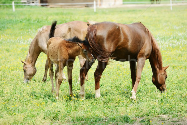 Horses in field Stock photo © zurijeta