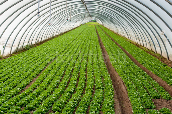 Stock photo: Greenhouse for plant