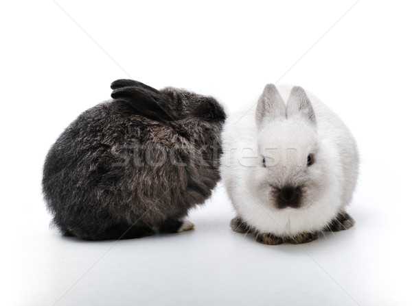 Little rabbit on white Stock photo © zurijeta