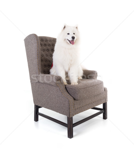 Sofa isolated with white dog Stock photo © zurijeta