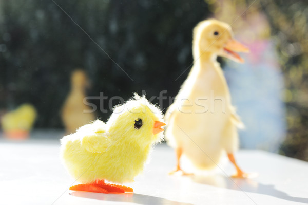 Mały kaczka Wielkanoc baby ptaków Pióro Zdjęcia stock © zurijeta