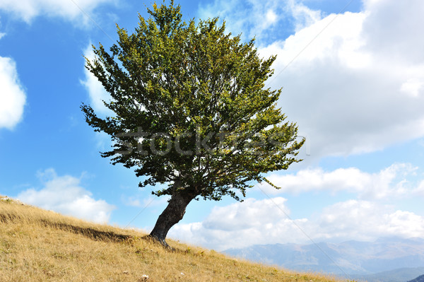 Uno árbol hierba tierra cielo naturaleza Foto stock © zurijeta