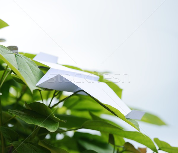 Paper airplane on leaves Stock photo © zurijeta