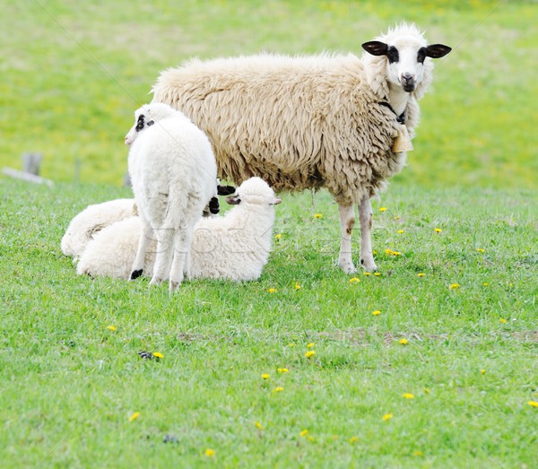 Koyun iki Paskalya çim alan yeşil Stok fotoğraf © zurijeta