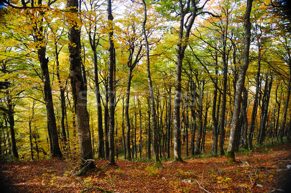 Forêt arbre automne nature fond vert [[stock_photo]] © zurijeta