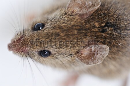 Muis geïsoleerd witte oog gezicht geneeskunde Stockfoto © zurijeta