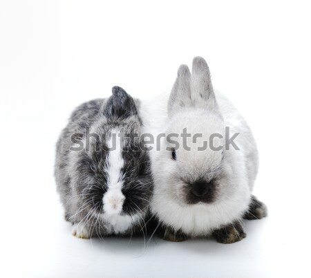 Little rabbit on white Stock photo © zurijeta